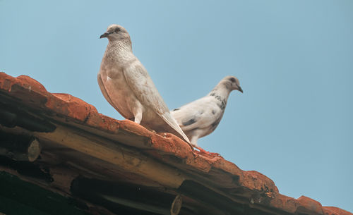 A pair of white pigeons sitting on rooftop tiles, at taki, west bengal