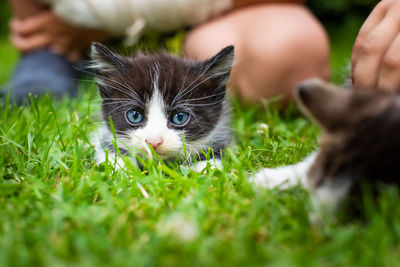 Portrait of kitten on grass