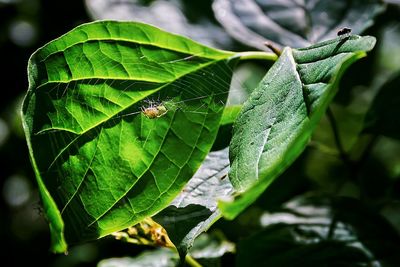 Close-up of insect on leaf