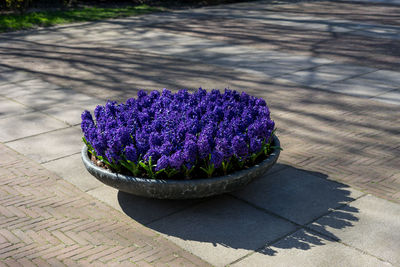 High angle view of purple flower on sidewalk