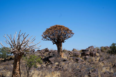 Low angle view of tree against clear blue sky