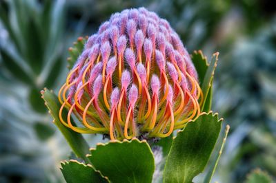 Close-up of flowers against blurred background