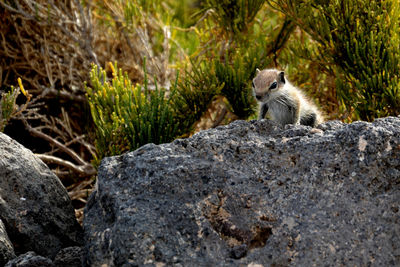 Portrait of squirrel on rock