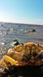 Close-up of crab on beach against clear sky