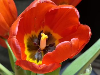 Close-up of red flower