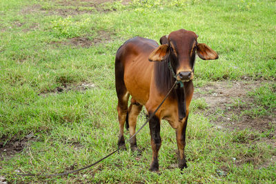 Cow standing in a field