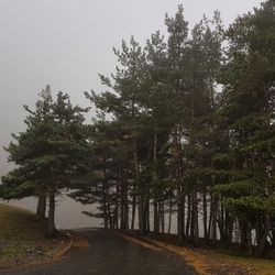 Road amidst trees against sky