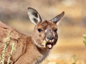 Portrait of a kangaroo on field