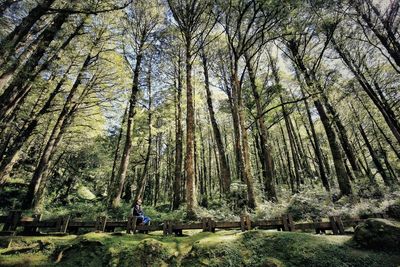 Rear view of man amidst plants in forest