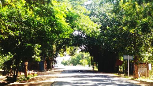 Empty road along trees