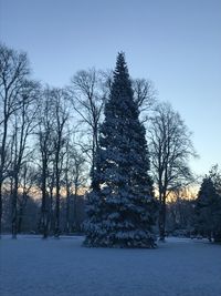 Bare trees on snow covered landscape