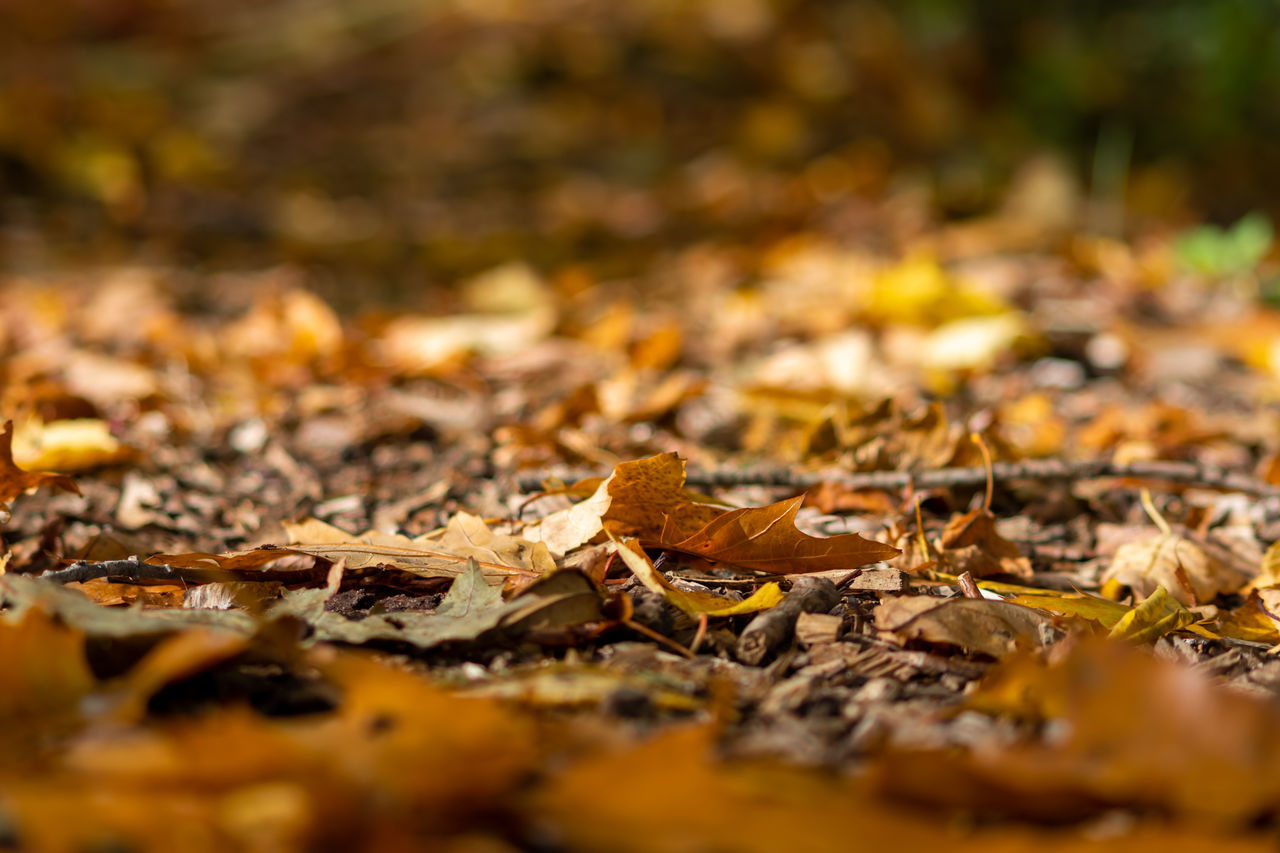 CLOSE-UP OF DRY MAPLE LEAVES ON FALLEN TREE