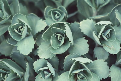 Close-up of flowers