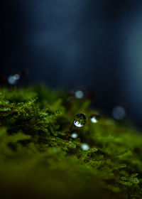 Close-up of water drop on rock