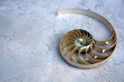 High angle view of shells