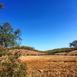 Trees on field against blue sky