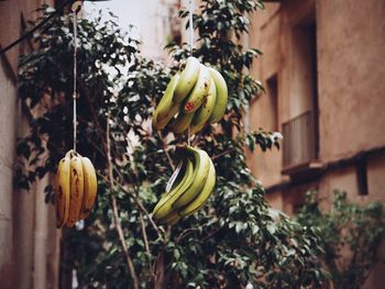 Close-up of fruits growing on plant