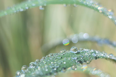 Close-up of dew drops on leaves