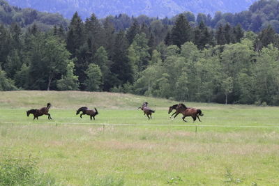 Horses on a field