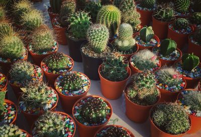 High angle view of potted plants