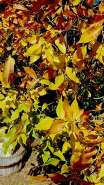 Leaves on ground