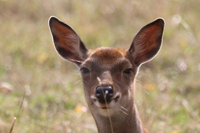 Close-up portrait of deer on field