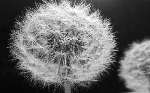 Close-up of dandelion