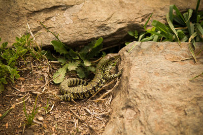 High angle view of lizard