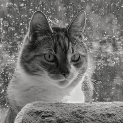 Close-up portrait of cat