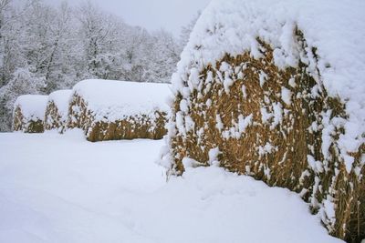Snow covered trees on field