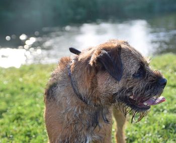 Close-up of dog in water