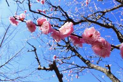 Low angle view of cherry blossoms against sky