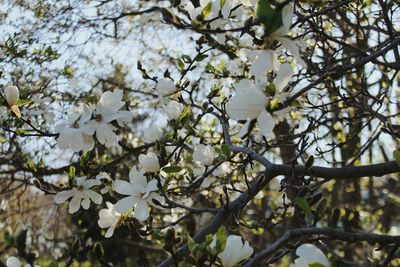 Close-up of flower tree against sky