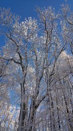 Low angle view of tree against blue sky