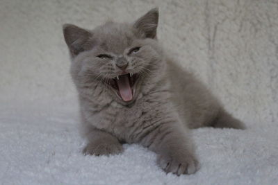 Close-up of a cat yawning