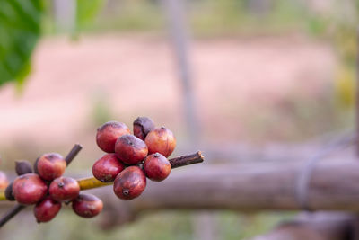 Close-up of cherries