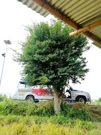 Tree by car on field against sky