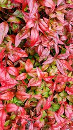 Full frame shot of red flowering plants