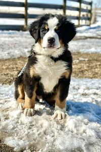 Dogs running on snow