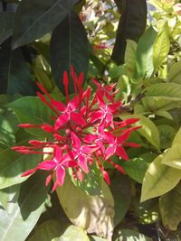 Close-up of pink flowers