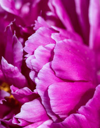 Full frame shot of pink flower blooming outdoors