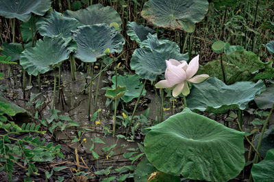 Close-up of flowering plant