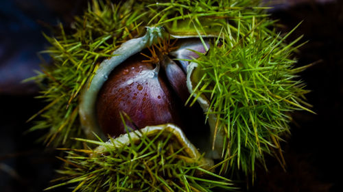 Close-up of apple growing on tree