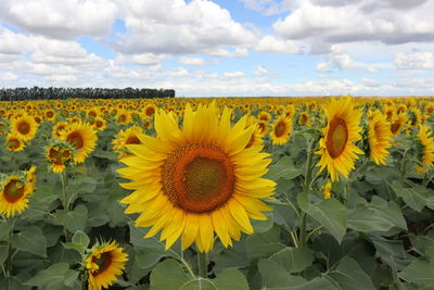 Close-up of yellow flowering plants on field against cloudy sky