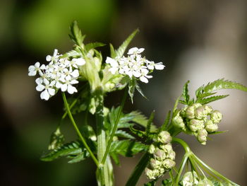 Close-up of white flowering plant