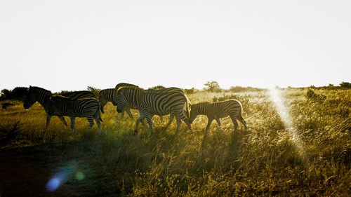 View of an animal on field