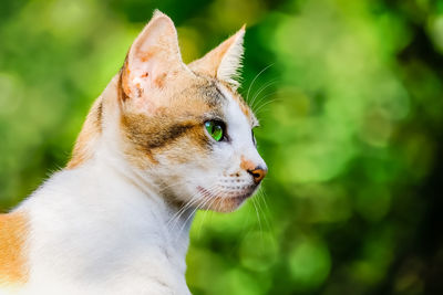 Close-up of a cat looking away