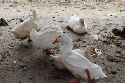 High angle view of swans