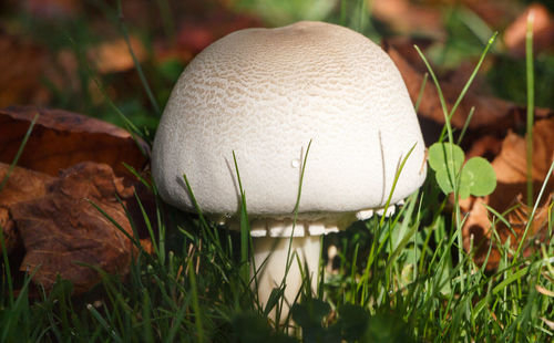 Close-up of mushroom growing on field