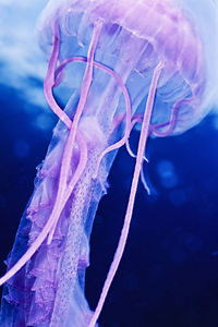 A colorful jellyfish (pelagia noctluca) in the channel islands.